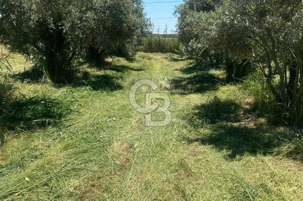 MANİSA ALAŞEHİR'DE 37.649 M² SATILIK ÇİFTLİK