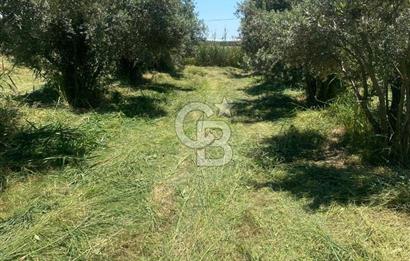 MANİSA ALAŞEHİR'DE 37.649 M² SATILIK ÇİFTLİK