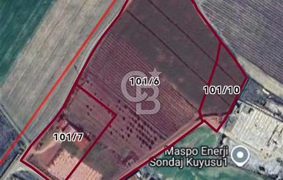 MANİSA ALAŞEHİR'DE 37.649 M² SATILIK ÇİFTLİK