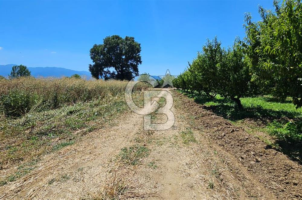 BURSA OSMANGAZİ YENİCEABAT MAHALLESİNDE SATILIK BAHÇE