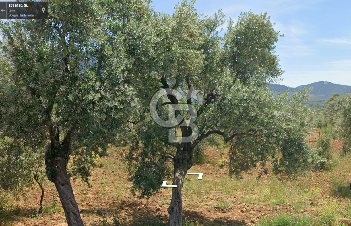 Torbalı Dağkızılca Satılık Zeytinlik