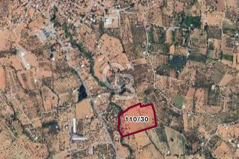 Torbalı Dağkızılca Satılık Zeytinlik