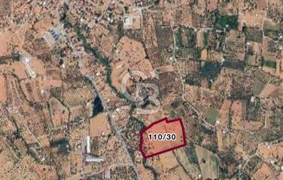 Torbalı Dağkızılca Satılık Zeytinlik