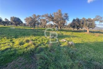 Bayındır Çırpı Merkezde Satılık 2.000 m2 Tarla - 10 - 364524