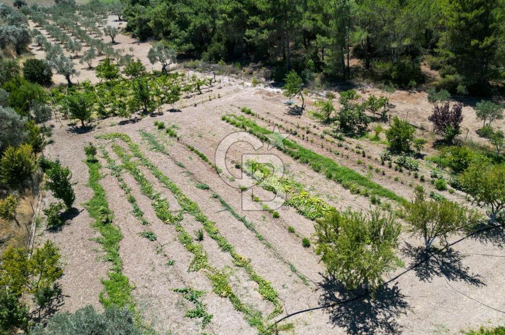 URLA KUŞÇULARDA SATILIK ÇİFTLİK