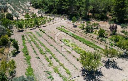 URLA KUŞÇULARDA SATILIK ÇİFTLİK