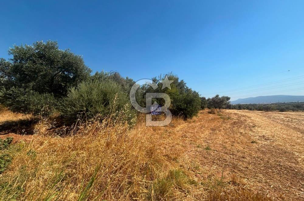 Torbalı Çapak'ta asfalt yolu olan satılık 2717m2 zeytinlik