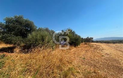 Torbalı Çapak'ta asfalt yolu olan satılık 2717m2 zeytinlik