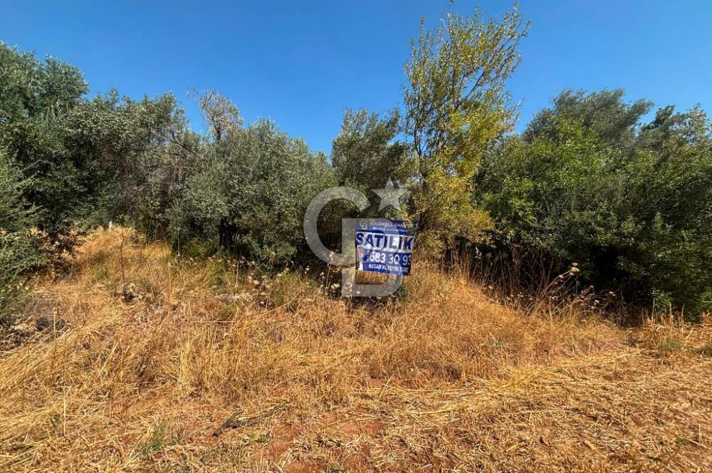 Torbalı Çapak'ta asfalt yolu olan satılık 2717m2 zeytinlik