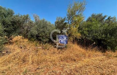 Torbalı Çapak'ta asfalt yolu olan satılık 2717m2 zeytinlik