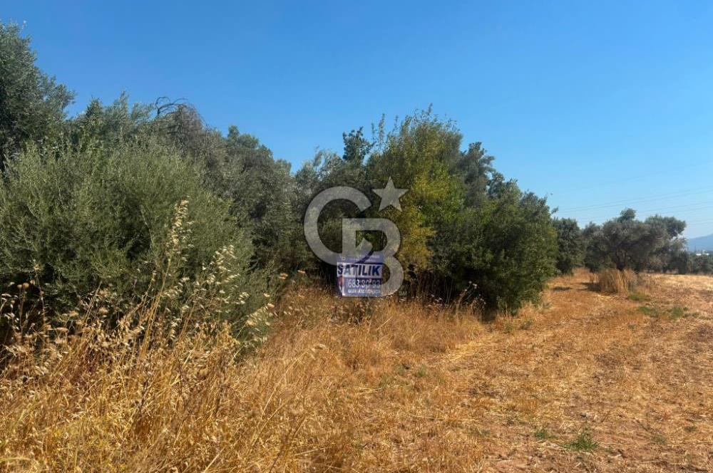 Torbalı Çapak'ta asfalt yolu olan satılık 2717m2 zeytinlik