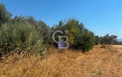 Torbalı Çapak'ta asfalt yolu olan satılık 2717m2 zeytinlik