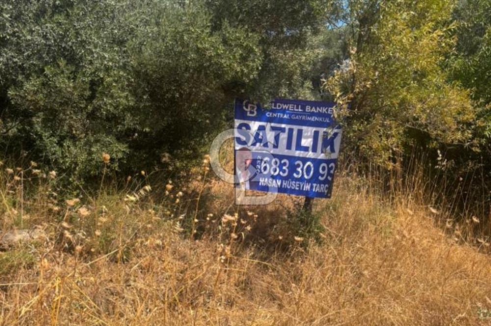 Torbalı Çapak'ta asfalt yolu olan satılık 2717m2 zeytinlik