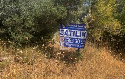 Torbalı Çapak'ta asfalt yolu olan satılık 2717m2 zeytinlik