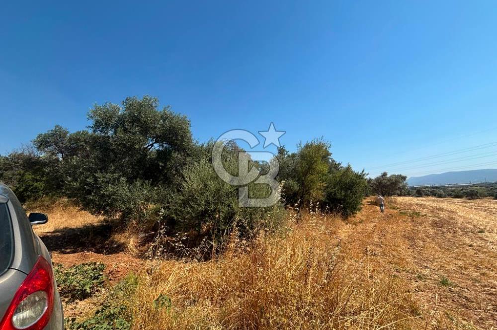 Torbalı Çapak'ta asfalt yolu olan satılık 2717m2 zeytinlik