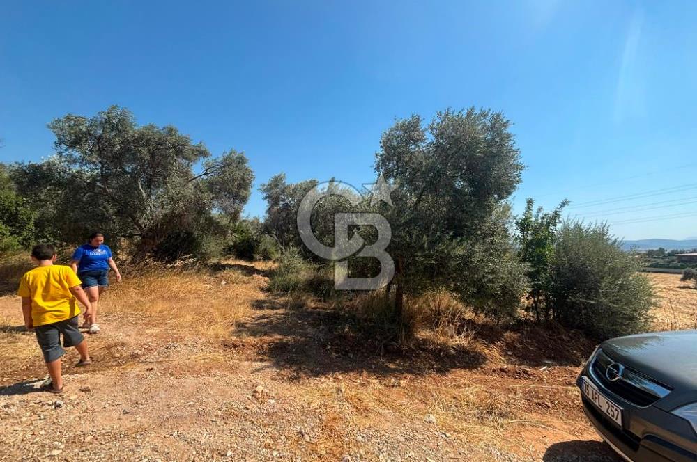 Torbalı Çapak'ta asfalt yolu olan satılık 2717m2 zeytinlik