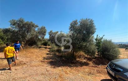 Torbalı Çapak'ta asfalt yolu olan satılık 2717m2 zeytinlik