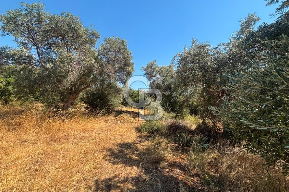 Torbalı Çapak'ta asfalt yolu olan satılık 2717m2 zeytinlik