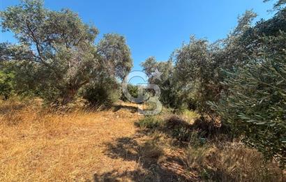Torbalı Çapak'ta asfalt yolu olan satılık 2717m2 zeytinlik