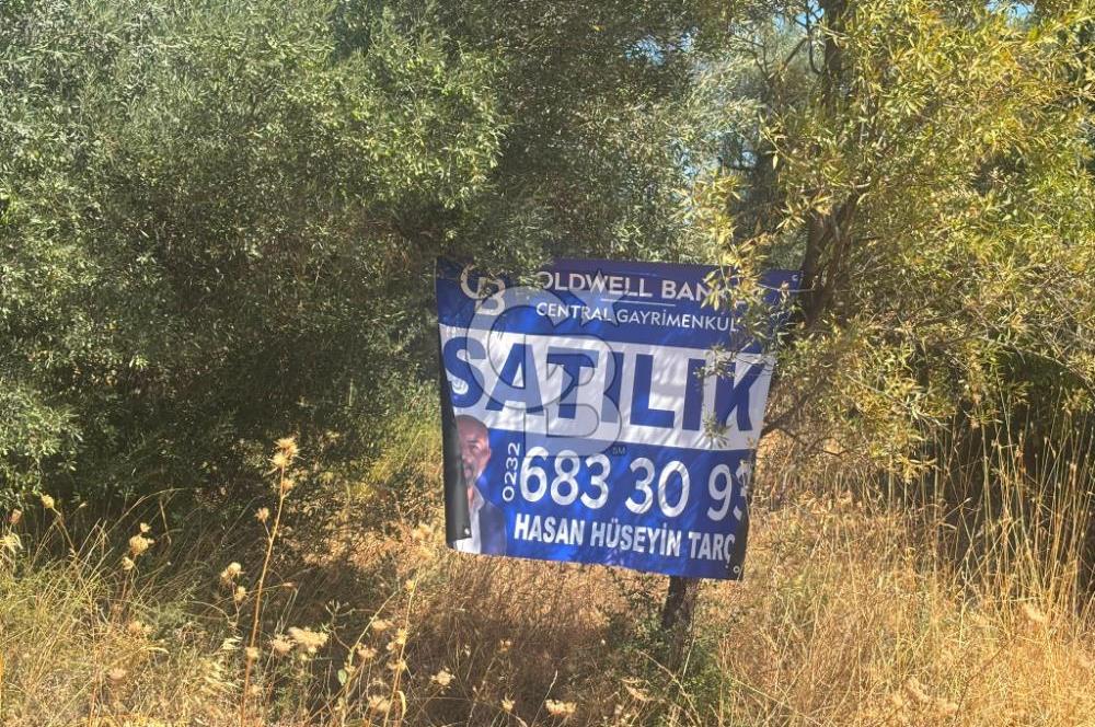 Torbalı Çapak'ta asfalt yolu olan satılık 2717m2 zeytinlik