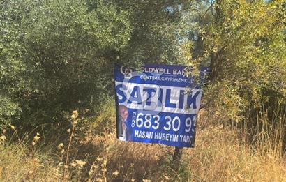 Torbalı Çapak'ta asfalt yolu olan satılık 2717m2 zeytinlik