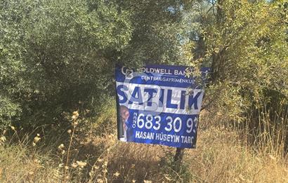 Torbalı Çapak'ta asfalt yolu olan satılık 2717m2 zeytinlik