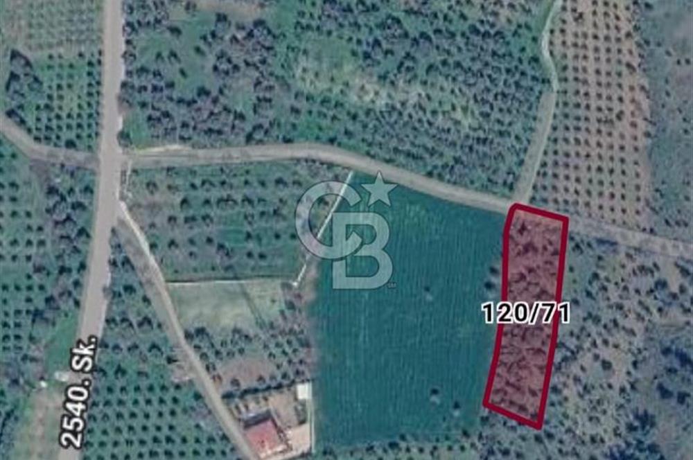 Torbalı Çapak'ta asfalt yolu olan satılık 2717m2 zeytinlik