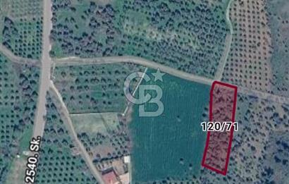 Torbalı Çapak'ta asfalt yolu olan satılık 2717m2 zeytinlik