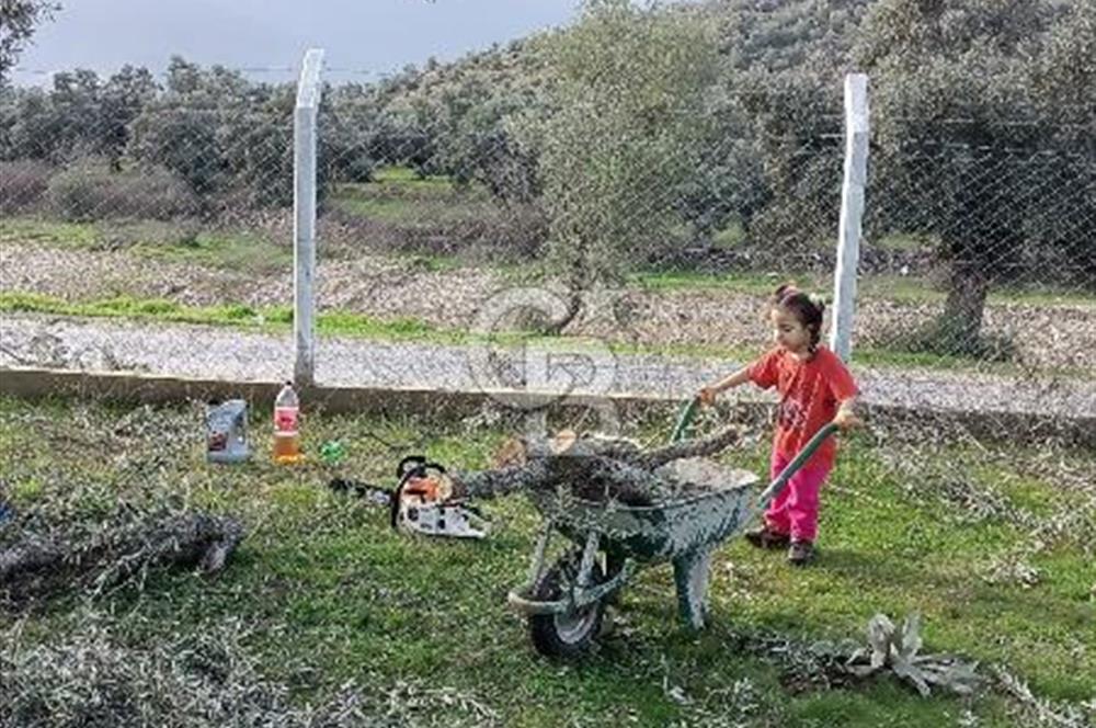 Milas Selimiye HaciAhmetlerde 1287 m2 ana yola sıfır zeytinlik elektrik aboneliği hazır 