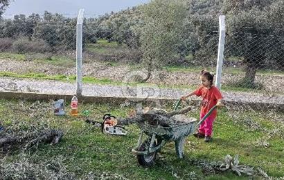 Milas Selimiye HaciAhmetlerde 1287 m2 ana yola sıfır zeytinlik elektrik aboneliği hazır 