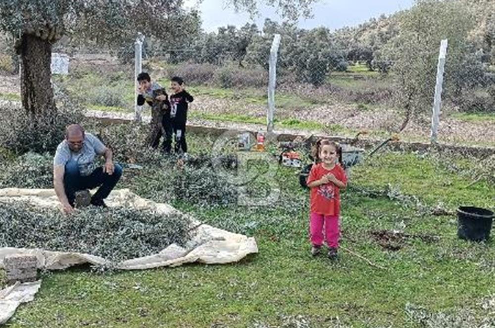 Milas Selimiye HaciAhmetlerde 1287 m2 ana yola sıfır zeytinlik elektrik aboneliği hazır 