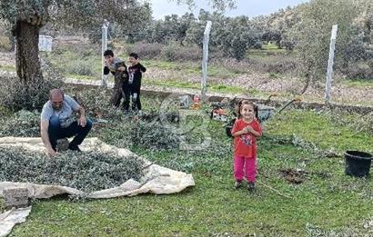 Milas Selimiye HaciAhmetlerde 1287 m2 ana yola sıfır zeytinlik elektrik aboneliği hazır 