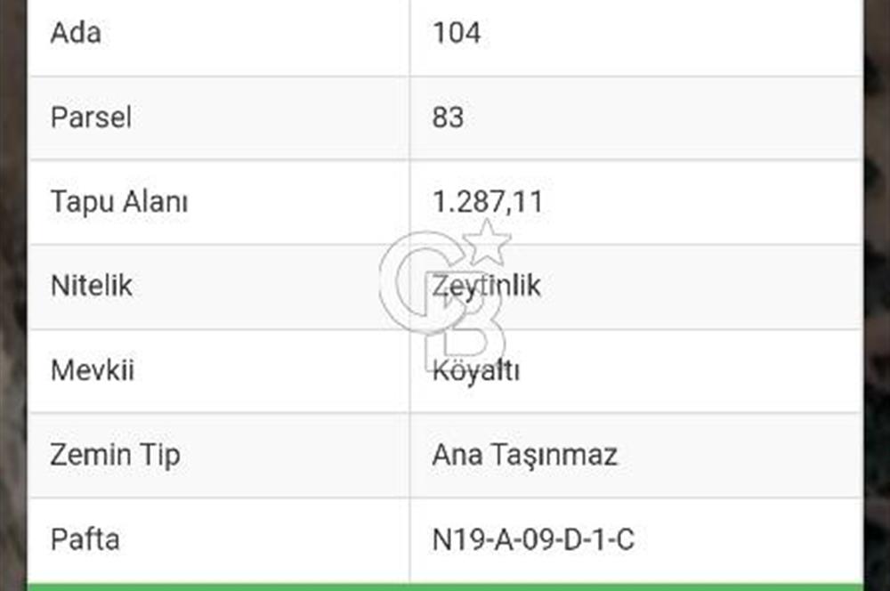 Milas Selimiye HaciAhmetlerde 1287 m2 ana yola sıfır zeytinlik elektrik aboneliği hazır 
