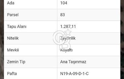 Milas Selimiye HaciAhmetlerde 1287 m2 ana yola sıfır zeytinlik elektrik aboneliği hazır 