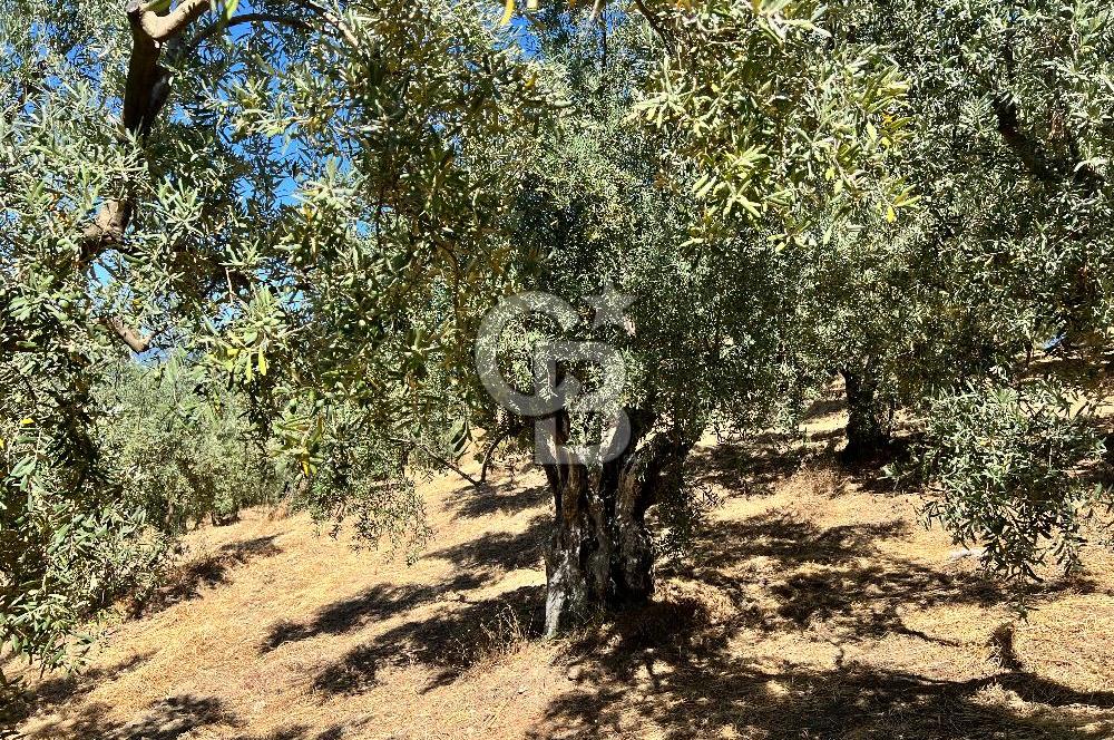 TİRİLYEDE PANORAMİK DENİZ MANZARALI, RESMİ YAPILI ZEYTİNLİK