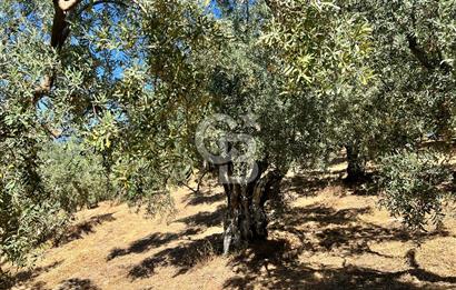 TİRİLYEDE PANORAMİK DENİZ MANZARALI, RESMİ YAPILI ZEYTİNLİK