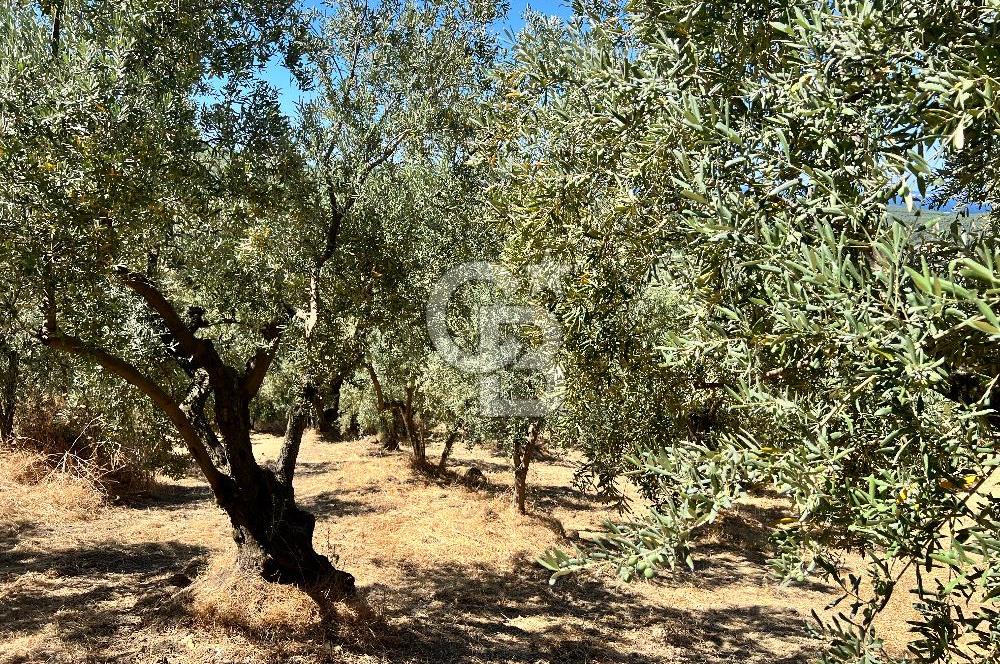 TİRİLYEDE PANORAMİK DENİZ MANZARALI, RESMİ YAPILI ZEYTİNLİK