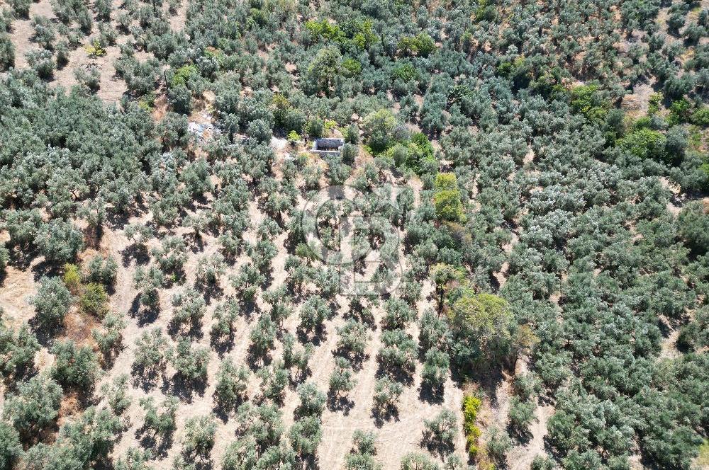 TİRİLYEDE PANORAMİK DENİZ MANZARALI, RESMİ YAPILI ZEYTİNLİK