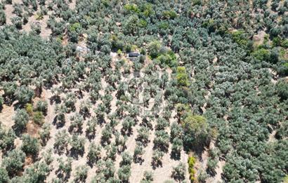 TİRİLYEDE PANORAMİK DENİZ MANZARALI, RESMİ YAPILI ZEYTİNLİK