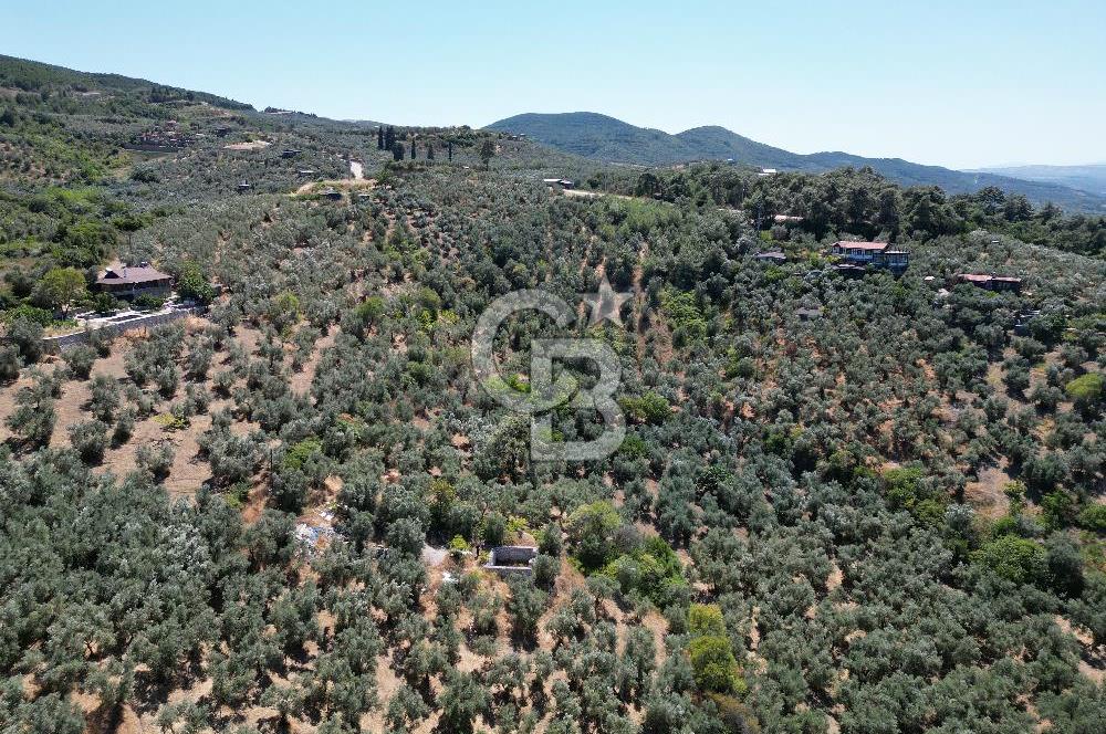 TİRİLYEDE PANORAMİK DENİZ MANZARALI, RESMİ YAPILI ZEYTİNLİK