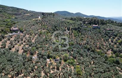 TİRİLYEDE PANORAMİK DENİZ MANZARALI, RESMİ YAPILI ZEYTİNLİK