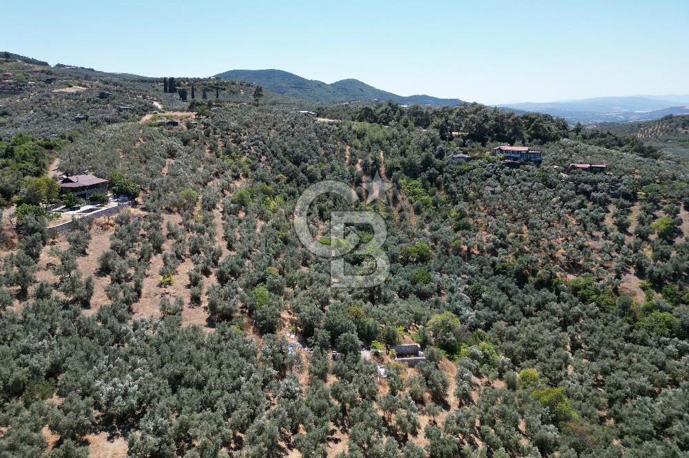 TİRİLYEDE PANORAMİK DENİZ MANZARALI, RESMİ YAPILI ZEYTİNLİK
