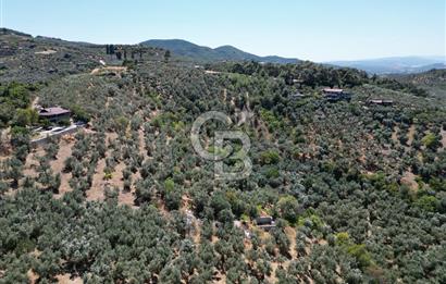 TİRİLYEDE PANORAMİK DENİZ MANZARALI, RESMİ YAPILI ZEYTİNLİK