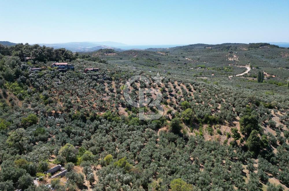 TİRİLYEDE PANORAMİK DENİZ MANZARALI, RESMİ YAPILI ZEYTİNLİK