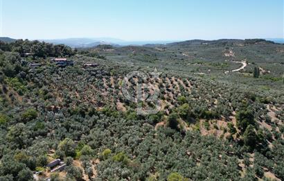 TİRİLYEDE PANORAMİK DENİZ MANZARALI, RESMİ YAPILI ZEYTİNLİK