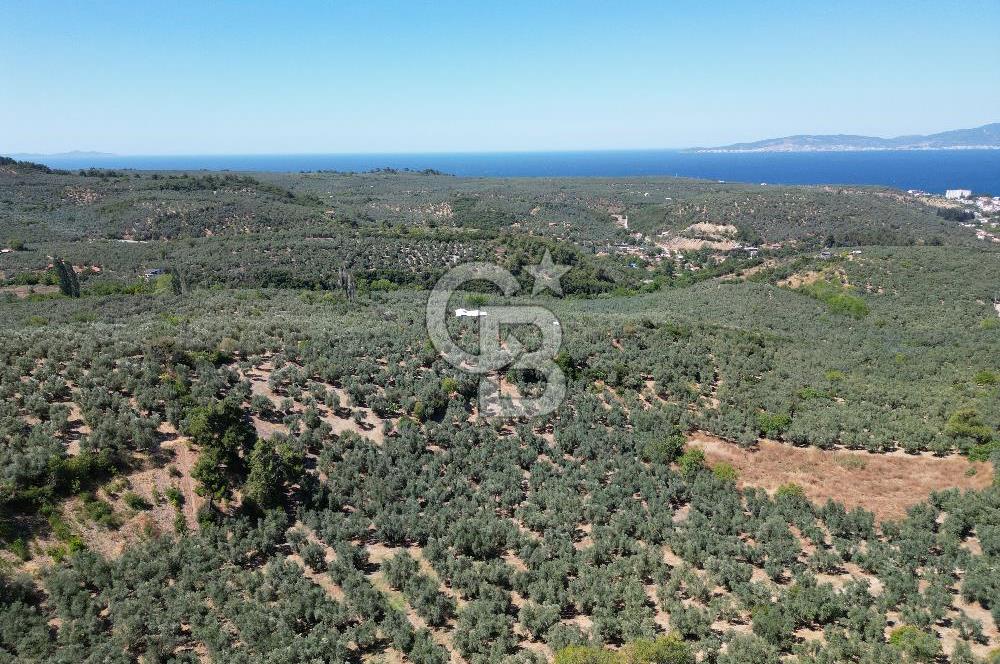 TİRİLYEDE PANORAMİK DENİZ MANZARALI, RESMİ YAPILI ZEYTİNLİK