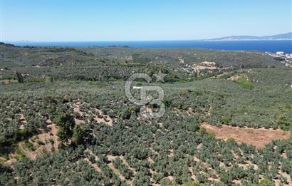 TİRİLYEDE PANORAMİK DENİZ MANZARALI, RESMİ YAPILI ZEYTİNLİK