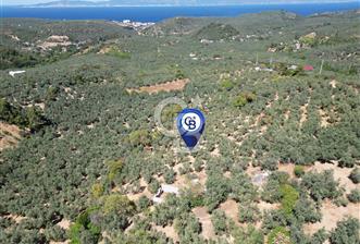 TİRİLYEDE PANORAMİK DENİZ MANZARALI, RESMİ YAPILI ZEYTİNLİK - 1 - 364854