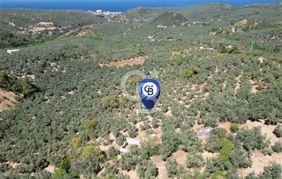 TİRİLYEDE PANORAMİK DENİZ MANZARALI, RESMİ YAPILI ZEYTİNLİK