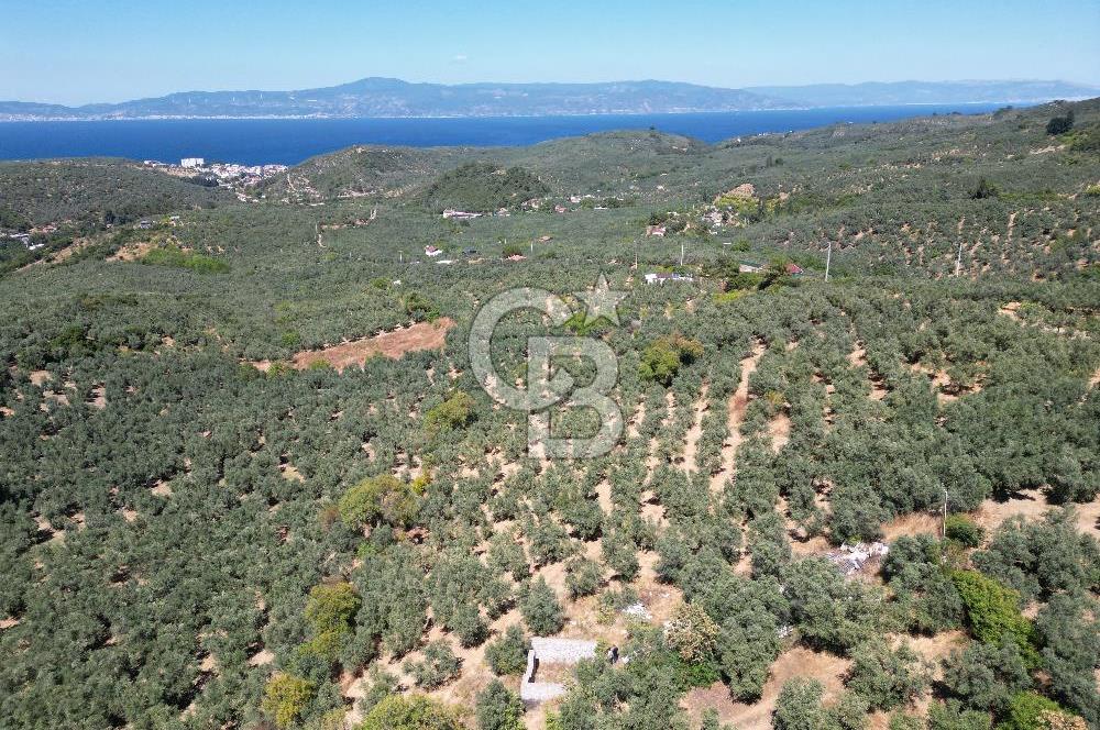 TİRİLYEDE PANORAMİK DENİZ MANZARALI, RESMİ YAPILI ZEYTİNLİK